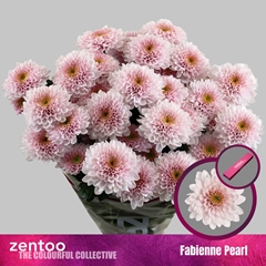 Chrysant Spray Fabienne Pearl 70cm 75gr.