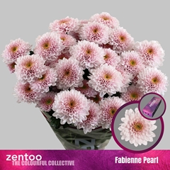 Chrysant Spray Fabienne Pearl 70cm 75gr.
