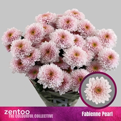 Chrysant Spray Fabienne Pearl 70cm 75gr.
