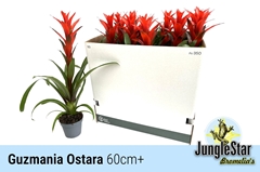 Guzmania Ostara 13Ø 60cm