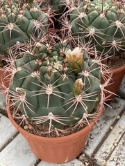 Gymnocalycium Saglionis 13Ø 19cm
