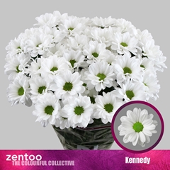 Chrysanth Spray Kennedy 70cm 80gr.