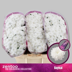 Chrysanth Santini Baykal 55cm 52gr.