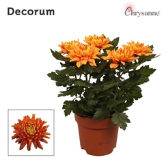 Chrysanth Durango 17Ø 35cm