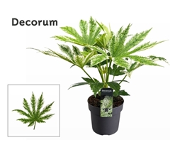 Fatsia Variegata 17Ø 55cm