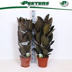 Ficus Abidjan 24Ø 110cm