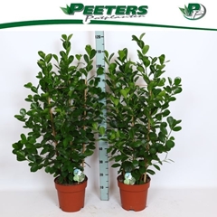 Ficus Microcarpa Moclame 24Ø 120cm