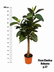 Ficus Robusta 27Ø 130cm