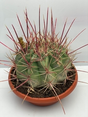 Ferocactus Hamatacan 30Ø 33cm