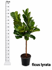 Ficus Lyrata 30Ø 150cm