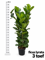Ficus Lyrata 30Ø 190cm