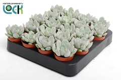 Echeveria 5Ø 10cm
