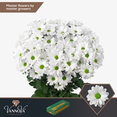 Chrysanth Spray Kennedy 70cm 90gr.