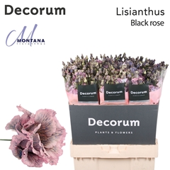 Eustoma Double Painted Alissa Black Rose 70cm