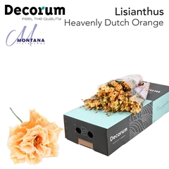 Eustoma Double Painted Alissa Dutch Orange 70cm