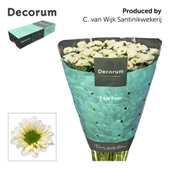 Chrysanth Santini Fabiani White 55cm 44gr.