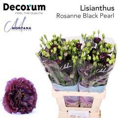 Eustoma Double Rosanne Black Pearl 70cm