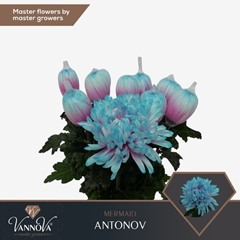Chrysanth Single Painted Antonov Mermaid 70cm 100gr.