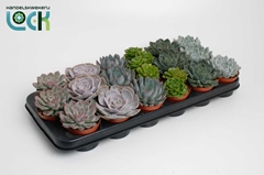 Echeveria 8Ø 15cm