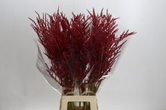 Bromelia Red Paloma 90cm