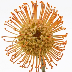 Leucospermum Queen Julia 60cm