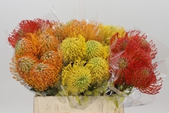 Leucospermum Mix 40cm