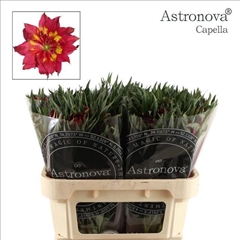 Alstroemeria Astronova Capella 70cm 75gr.