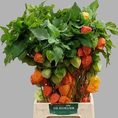 Physalis Alkekengi Lampion Per Stem 60cm