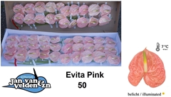 Anthurium Evita Pink 9cm Hd