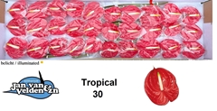 Anthurium Tropical 9cm Hd
