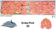 Anthurium Evita Pink 11cm Hd
