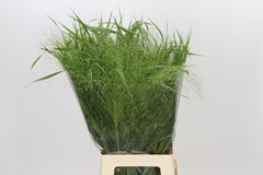 Panicum Fontaine 75cm