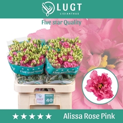 Eustoma Double Alissa Rose Pink 70cm