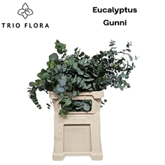 Eucalyptus Gunnii 75cm 300gr.