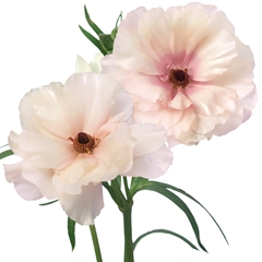 Ranunculus Butterfly Ariadne 70cm 50gr.