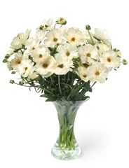 Ranunculus Butterfly Keramos 70cm 35gr.