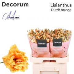 Eustoma Double Painted Alissa Dutch Orange 70cm