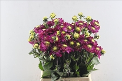 Dahlia Romantica 45cm