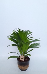 Livistona Rotundifolia 17Ø 45cm