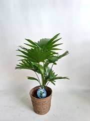 Livistona Rotundifolia 16Ø 55cm