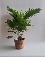 Livistona Rotundifolia 18Ø 65cm