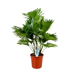 Livistona Rotundifolia 17Ø 65cm