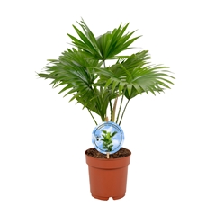 Livistona Rotundifolia 14Ø 45cm