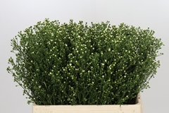 Aster Paquita 60cm 20gr.