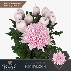 Chrysanth Single Honeymoon 70cm 100gr.