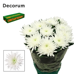 Chrysanth Single Topspin 70cm 75gr.