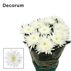 Chrysanth Single Topspin 70cm 75gr.