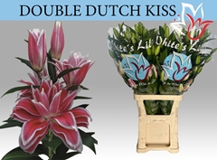 Lily Oriental Double Dutch Kiss 95cm 5+