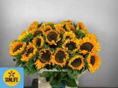 Helianthus Sunrich Provence 80cm