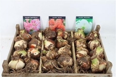 Hippeastrum Mix 15cm